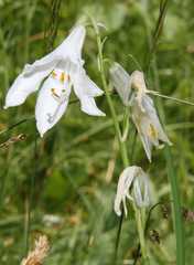 Paradisea liliastrum