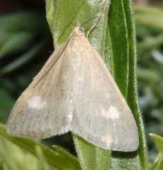 Udea alpinalis