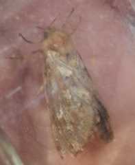 Korscheltellus fusconebulosa