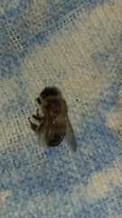 Apis mellifera