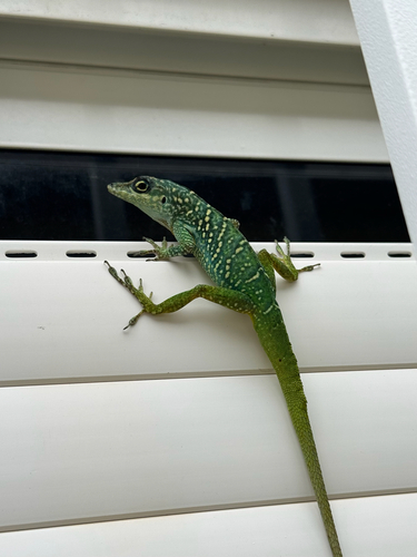 Martinique Anole, Anolis roquet