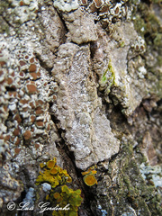 Dendrographa decolorans