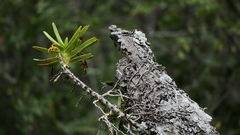 Cyrtorchis arcuata arcuata