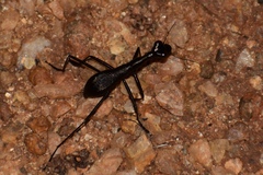 Derocrania