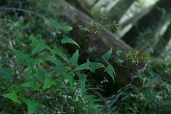 Parasenecio nokoensis