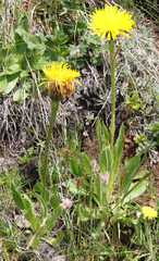 Hypochaeris uniflora