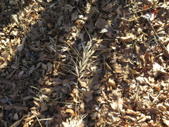 Elymus churchii