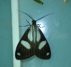 Pikroprion sullivani