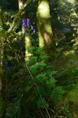 Aconitum fukutomei