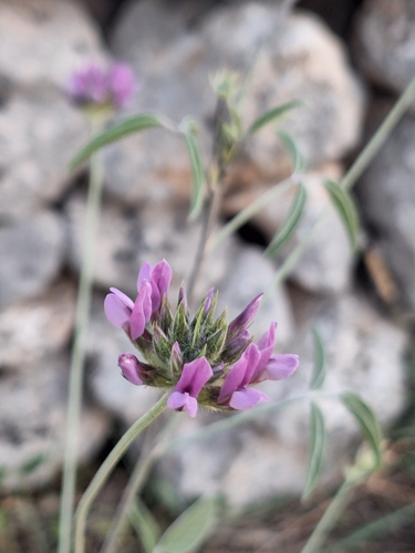 Bituminaria plumosa (Bituminaria plumosa)