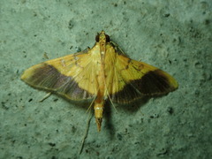 Desmia flavalis