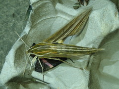 Xylophanes titana