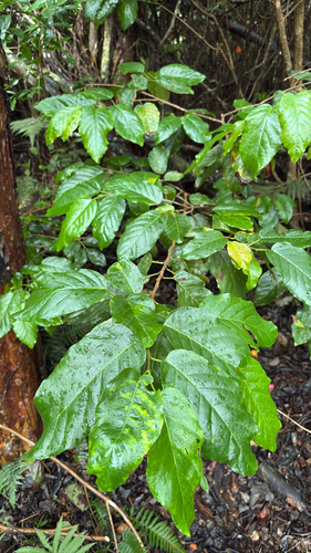 Antidesma pulvinatum observed 2025-10-07
