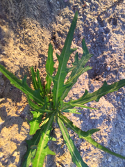 Malacothrix saxatilis