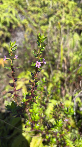 Lythrum maritimum observed 2025-10-09