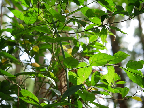 Image of Uncaria rhynchophylla by (c) Jacy Chen, some rights reserved (CC BY)
