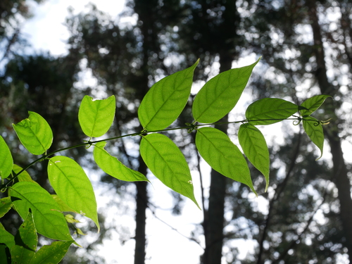 Image of Uncaria rhynchophylla by (c) Jacy Chen, some rights reserved (CC BY)