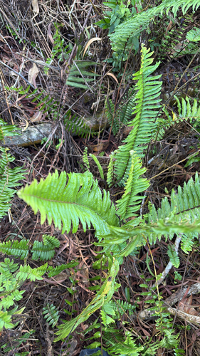 Nephrolepis brownii observed 2025-10-10