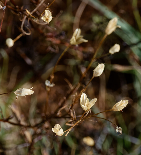 Iron Ipomopsis (Ipomopsis laxiflora)