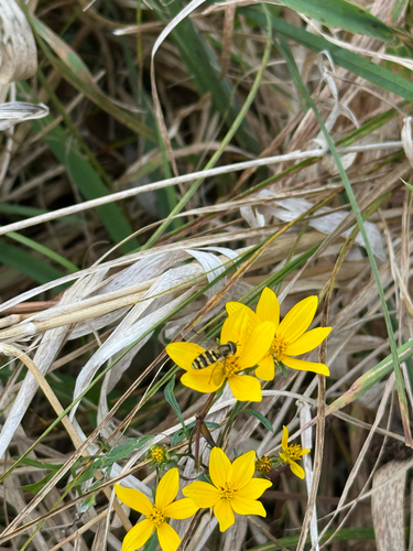 Unknown species found near Whitewater, WI, US