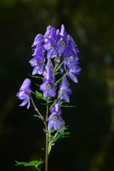 Aconitum fukutomei