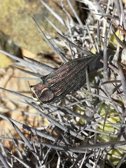 Ectinogonia chalyboeiventris