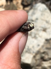 Ectinogonia chalyboeiventris