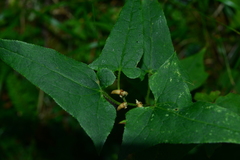 Parasenecio nokoensis