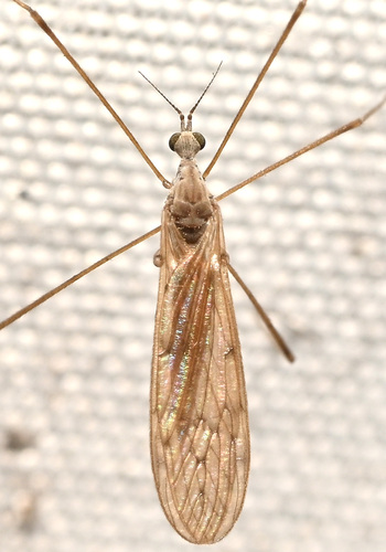 Unknown species found near 432 Ridge Road, Hamden, CT, USA