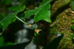 Parasenecio nokoensis