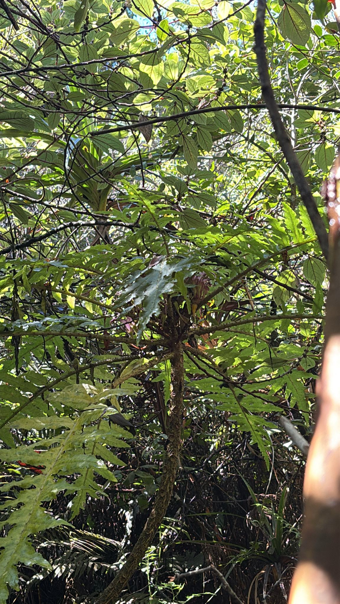 Cyanea munroi