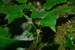Parasenecio nokoensis