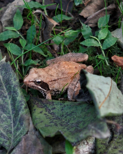 Hyrcanian Wood Frog