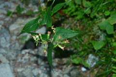 Parasenecio nokoensis