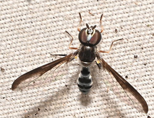 Unknown species found near 432 Ridge Road, Hamden, CT, USA