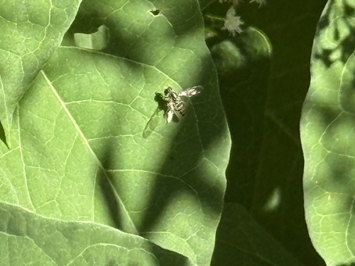 Unknown species found near Jamaica Plain, Boston, MA, USA