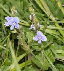 Veronica chamaedrys chamaedrys