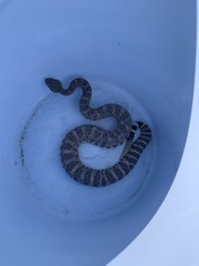 Crotalus mitchellii