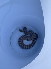 Crotalus mitchellii