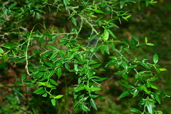 Prinsepia scandens