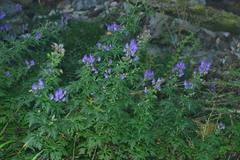 Aconitum fukutomei