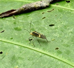 Hypselonotus linea