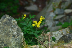 Nemosenecio formosanus