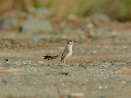 Prinia gracilis