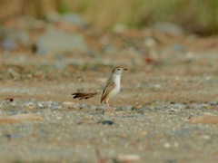 Prinia gracilis