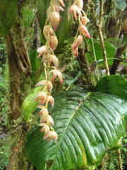 Pleurothallis restrepioides