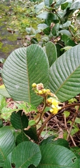 Davilla kunthii