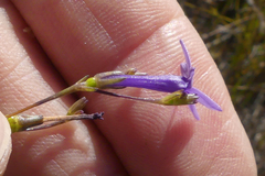 Siphocodon spartioides