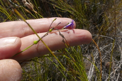 Siphocodon spartioides