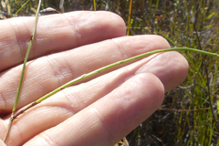 Siphocodon spartioides